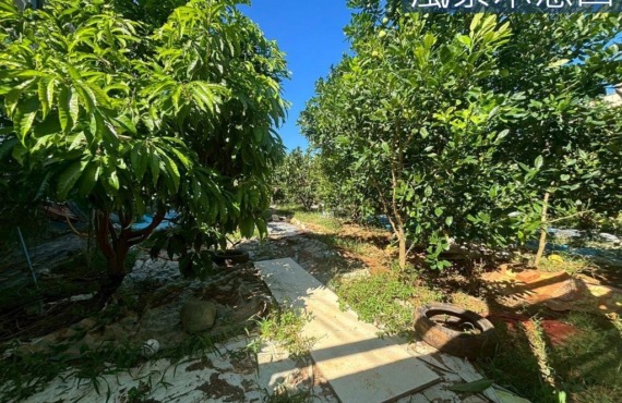 新豐埔頂臨路優質農地