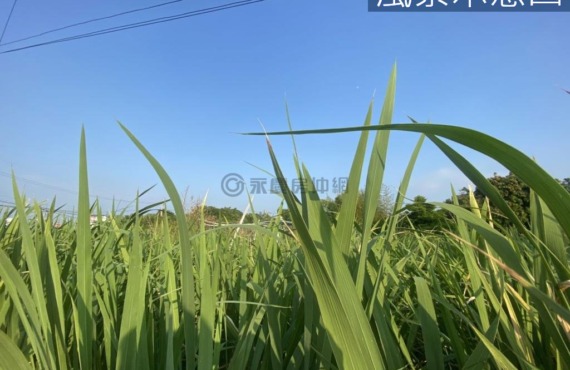 頭份濫坑段4甲農地