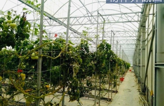 【吉陽農場｜城市裡的秘境農園】