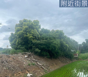 南隘國小|大面寬臨路美農地