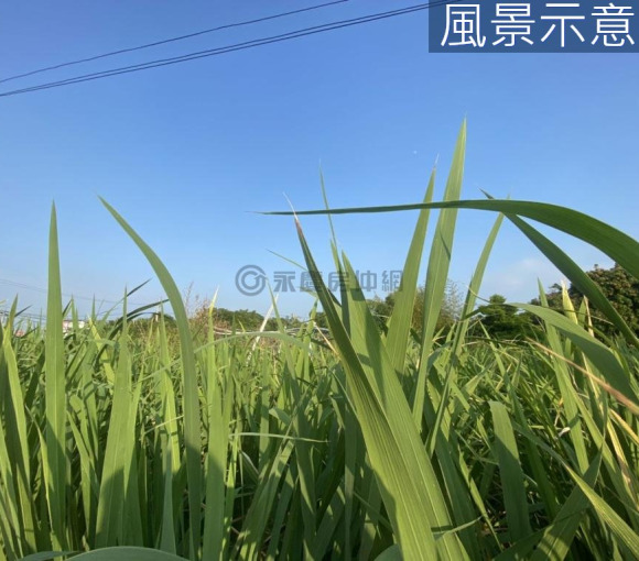 芎林竹林段｜正富林路邊
