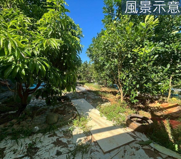 新豐埔頂臨路優質農地