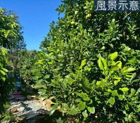 新豐埔頂臨路優質農地