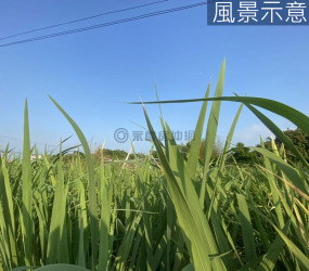新竹｜隆恩田